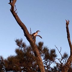 Anhinga novaehollandiae