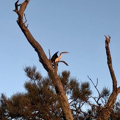 Anhinga novaehollandiae