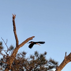 Anhinga novaehollandiae