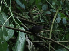 Mitrospingus cassinii