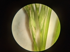 Carex debilis rudgei