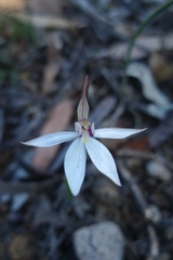 Caladenia saccharata
