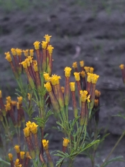 Tagetes multiflora