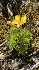 Oxalis macrantha