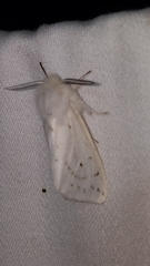 Spilosoma dubia