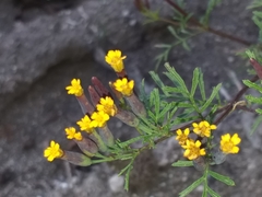 Tagetes multiflora