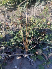 Buchanan's Sedge (Carex buchananii)