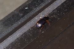 Chlaenius tetragonoderus