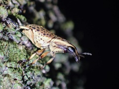 Oxyderes frenatus