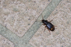 Chlaenius tetragonoderus