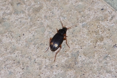 Chlaenius tetragonoderus