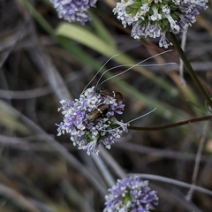 Adela singulella