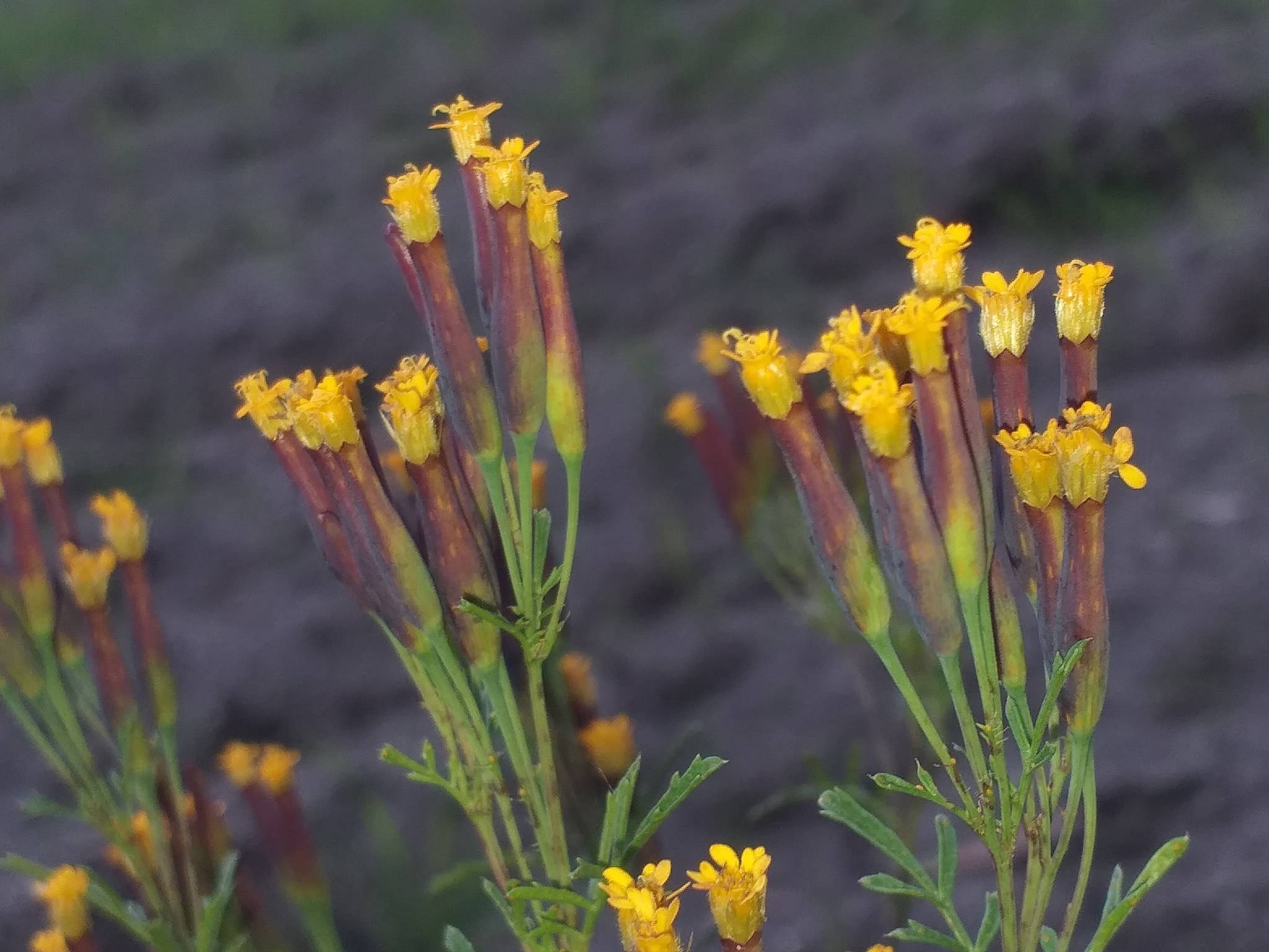 Tagetes multiflora Kunth