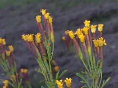 Tagetes multiflora
