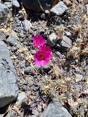 Cistanthe grandiflora
