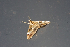 Agrioglypta fulguralis