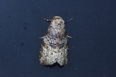 Bryophilina mollicula