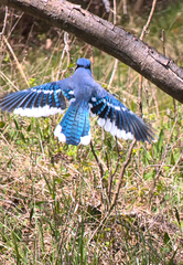 Cyanocitta cristata image