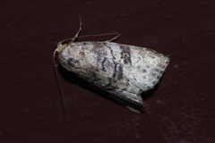 Bryophilina mollicula