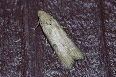 Lamoria adaptella