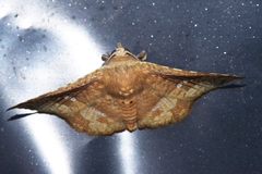 Canaea ryukyuensis