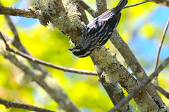 Mniotilta varia image
