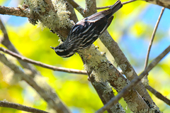 Mniotilta varia image