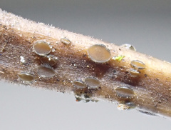 Pyrenopeziza petiolaris
