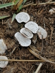 Poronia punctata