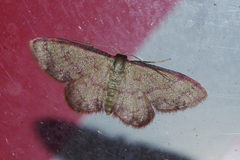 Idaea okinawensis