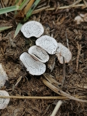 Poronia punctata