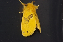 Artaxa sakaguchii