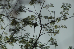 Vireo flavoviridis