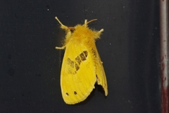 Artaxa sakaguchii
