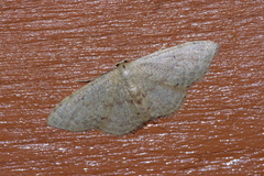 Idaea sakuraii