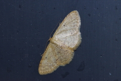 Idaea sakuraii