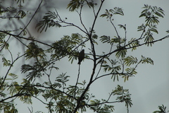 Vireo flavoviridis