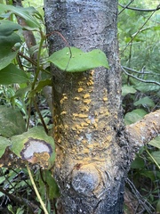 Cronartium ribicola