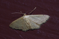 Idaea sakuraii