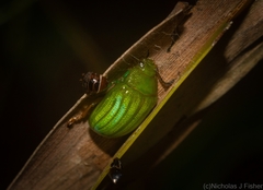 Calomela pallida