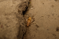 Gryllodes sigillatus