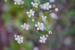 Micranthes marshallii