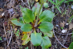 Micranthes marshallii