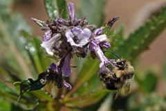 Bombus melanopygus