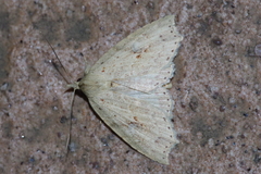 Olulis puncticinctalis