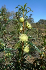 Banksia squarrosa