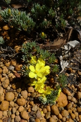 Hibbertia hibbertioides hibbertioides