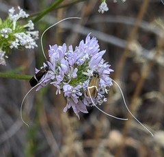 Adela singulella