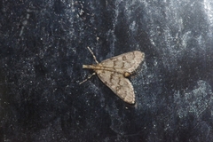 Dolicharthria bruguieralis