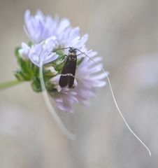 Adela singulella
